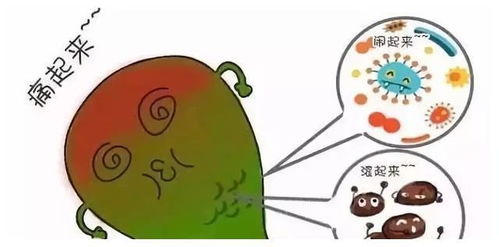 胆囊控诉 主人 胆结石都是你自己造成的,不要甩锅给我