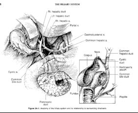 引起胆石症的原因