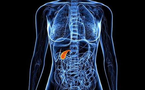 胆固醇脂肪导致胆结石 不吃脂肪才危险