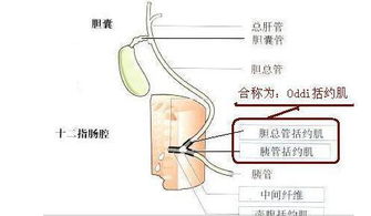 当胆结石遇上肥胖 科学减重与有效预防的双重攻略