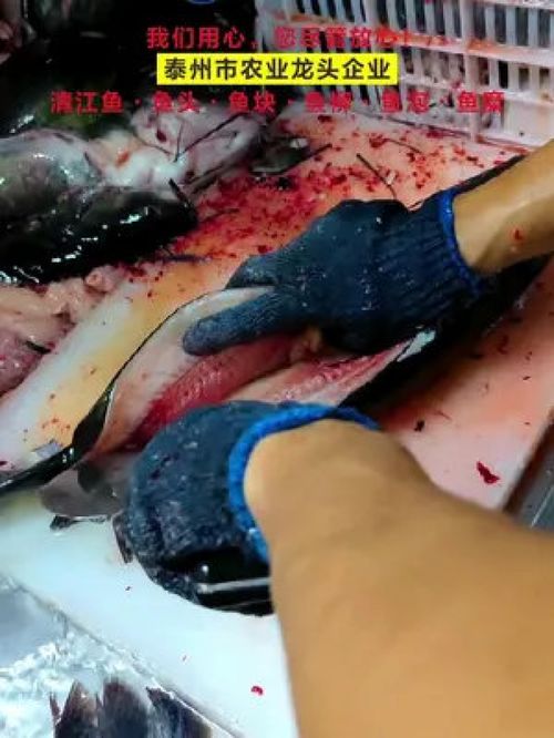 清澈车间里的守护者 一线工人匠心守护清江鱼品质